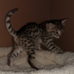 Savannah, F-2B, BST, Female DOB 1-20-20