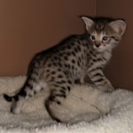 Savannah, F-2B, BST, Female DOB 1-20-20