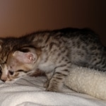 Savannah, F-2B, BST, Female DOB 1-20-20