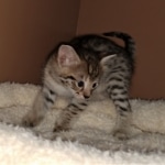 Savannah, F-2B, BST, Female DOB 1-20-20