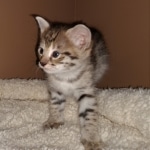 Savannah, F-2B, BST, Female DOB 1-20-20