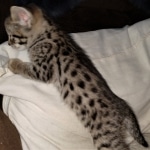 Savannah, F-2B, BST, Female DOB 1-20-20