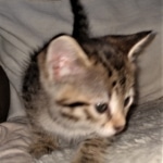 Savannah, F-2B, BST, Female DOB 1-20-20