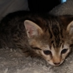 Savannah, F-2B, BST, Female DOB 1-20-20