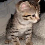 Savannah, F-2B, BST, Female DOB 1-20-20