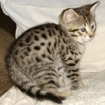 Savannah, F-2B, BST, Female DOB 1-20-20