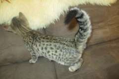 Savannah, Brown Spotted female, F-6A, DOB 8-27-17