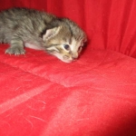 Savannah, Female Brown (black) spotted F-6A, DOB 8-27-17