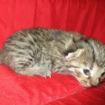 Savannah, Female Brown (black) spotted F-6A, DOB 8-27-17