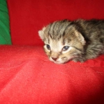 Savannah, Female Brown (black) spotted F-6A, DOB 8-27-17