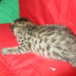 Savannah, Female Brown (black) spotted F-6A, DOB 8-27-17