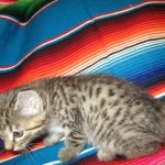 Savannah, Female Brown (black) spotted F-6A, DOB 8-27-17