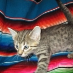 Savannah, Female Brown (black) spotted F-6A, DOB 8-27-17