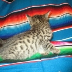 Savannah, Female Brown (black) spotted F-6A, DOB 8-27-17