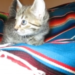 Savannah, Female Brown (black) spotted F-6A, DOB 8-27-17