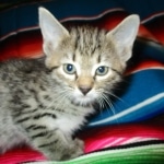 Savannah, Female Brown (black) spotted F-6A, DOB 8-27-17