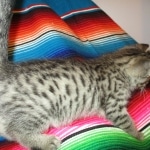 Savannah, Female Brown (black) spotted F-6A, DOB 8-27-17