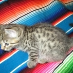 Savannah, Female Brown (black) spotted F-6A, DOB 8-27-17