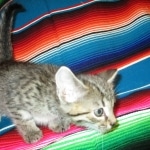 Savannah, Female Brown (black) spotted F-6A, DOB 8-27-17