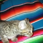 Savannah, Female Brown (black) spotted F-6A, DOB 8-27-17