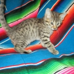 Savannah, Female Brown (black) spotted F-6A, DOB 8-27-17