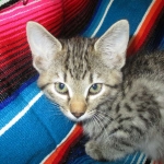 Savannah, Female Brown (black) spotted F-6A, DOB 8-27-17