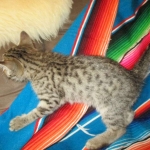 Savannah, Female Brown (black) spotted F-6A, DOB 8-27-17