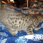 Savannah, Female Brown (black) spotted F-6A, DOB 8-27-17