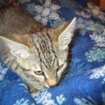 Savannah, Female Brown (black) spotted F-6A, DOB 8-27-17