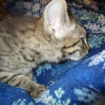 Savannah, Female Brown (black) spotted F-6A, DOB 8-27-17