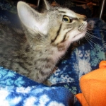 Savannah, Female Brown (black) spotted F-6A, DOB 8-27-17