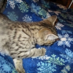 Savannah, Female Brown (black) spotted F-6A, DOB 8-27-17