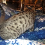 Savannah, Female Brown (black) spotted F-6A, DOB 8-27-17