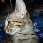 Savannah, Female Brown (black) spotted F-6A, DOB 8-27-17