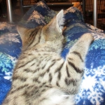 Savannah, Female Brown (black) spotted F-6A, DOB 8-27-17