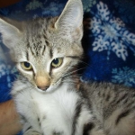 Savannah, Female Brown (black) spotted F-6A, DOB 8-27-17