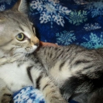 Savannah, Female Brown (black) spotted F-6A, DOB 8-27-17