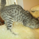 Savannah, Female Brown (black) spotted F-6A, DOB 8-27-17