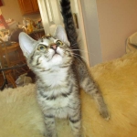 Savannah, Female Brown (black) spotted F-6A, DOB 8-27-17