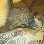 Savannah, Female Brown (black) spotted F-6A, DOB 8-27-17