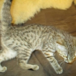 Savannah, Female Brown (black) spotted F-6A, DOB 8-27-17