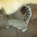 Savannah, Female Brown (black) spotted F-6A, DOB 8-27-17