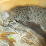 Savannah, Female Brown (black) spotted F-6A, DOB 8-27-17