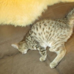 Savannah, Female Brown (black) spotted F-6A, DOB 8-27-17