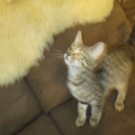 Savannah, Female Brown (black) spotted F-6A, DOB 8-27-17