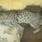 Savannah, Female Brown (black) spotted F-6A, DOB 8-27-17