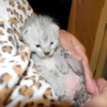 Silver Savannah female DOB 9-2-15