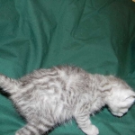 Silver Savannah female DOB 9-2-15