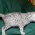 Silver Savannah female DOB 9-2-15