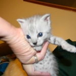 Silver Savannah female DOB 9-2-15